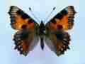 Aglais urticae (cold shock abb 3) (Internet Image property of respective owner, non-commercial use only)